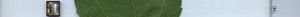 leafstrip
