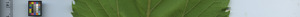 leafstrip