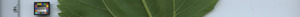 leafstrip