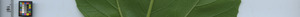 leafstrip