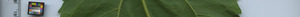 leafstrip