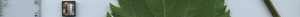 leafstrip
