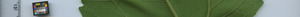 leafstrip