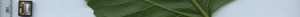 leafstrip