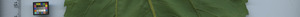 leafstrip
