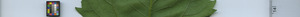 leafstrip