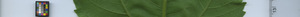 leafstrip