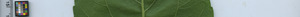 leafstrip