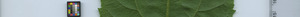 leafstrip
