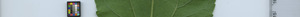 leafstrip