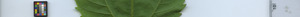 leafstrip