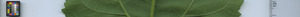leafstrip