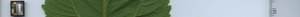 leafstrip