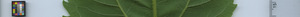 leafstrip