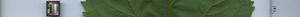 leafstrip