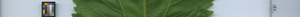 leafstrip