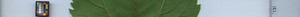 leafstrip