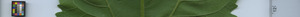 leafstrip