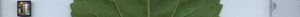 leafstrip