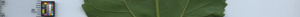 leafstrip