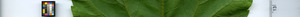 leafstrip