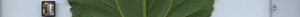leafstrip