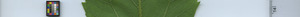 leafstrip