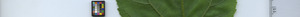 leafstrip