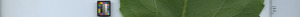 leafstrip