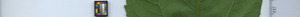 leafstrip