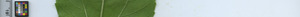 leafstrip