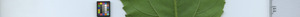 leafstrip