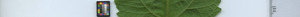 leafstrip