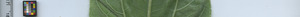 leafstrip