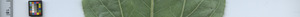 leafstrip
