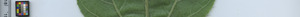 leafstrip