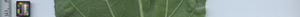 leafstrip