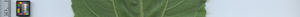 leafstrip