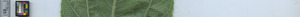 leafstrip