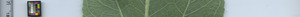 leafstrip