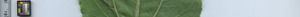leafstrip