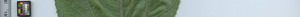 leafstrip