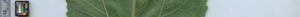 leafstrip