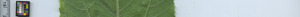 leafstrip
