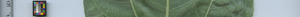 leafstrip