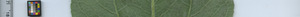 leafstrip