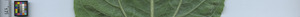 leafstrip