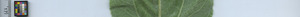leafstrip