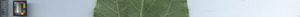 leafstrip