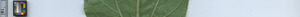 leafstrip